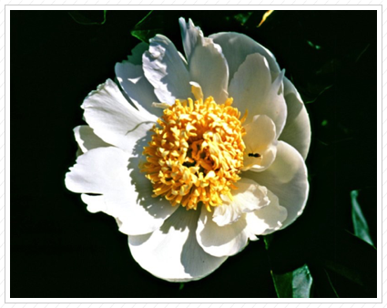 White Poppy, Longwood Gardens ©
